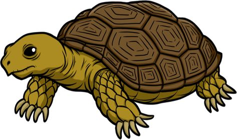 Tortoise Cartoon, Pictures Of Turtles, Tortoise Drawing, Tortoise Tattoo, Reptile Art, Dolphin Drawing, Cute Tortoise, Turtle Images, Desert Tortoise