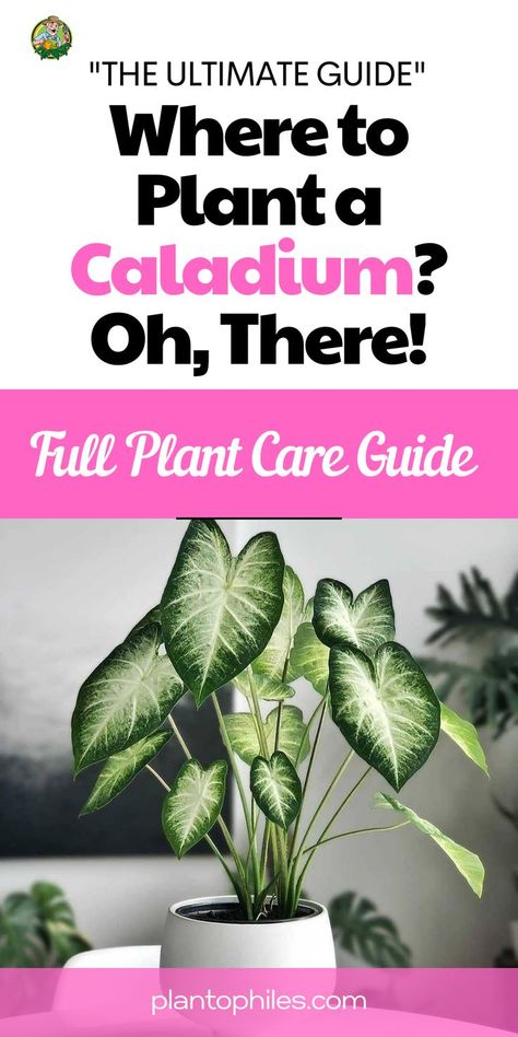 Explore the best spots to plant your Caladium and watch their vibrant foliage thrive. From shaded corners to vibrant garden beds, discover the 'oh, there!' locations that'll make your Caladiums stand out. Where to Plant a Caladium? Oh, There! | what to plant with caladium IG Photo by: caladiumlovers Caladium Garden, Potted House Plants, Townhouse Ideas, Plant Tips, Houseplant Care, Indoor Plant Care, Garden Bulbs, House Plant Care, Replant