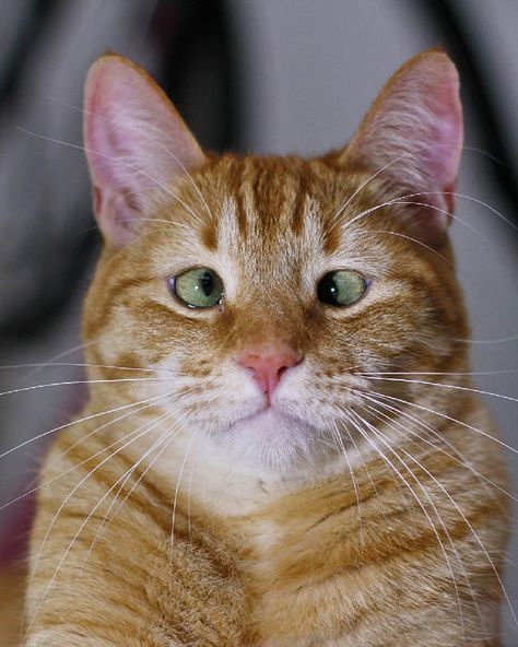 🍾🍺🥴Un verre de trop, HIPS Cross Eyed Cat, Cross Eyed, Orange Tabby Cats, Orange Tabby, Ginger Cats, Cute Kittens, Silly Cats, Tabby Cat, Beautiful Cats