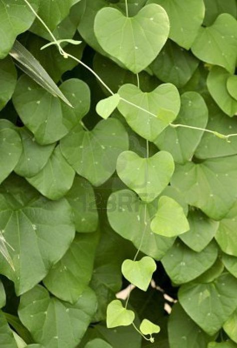 It's all about Hearts ♡ Heart Shaped Leaves, Heart In Nature, Ground Cover Plants, I Love Heart, All About Plants, Photo Images, Heart Art, Dream Garden, Nature Pictures