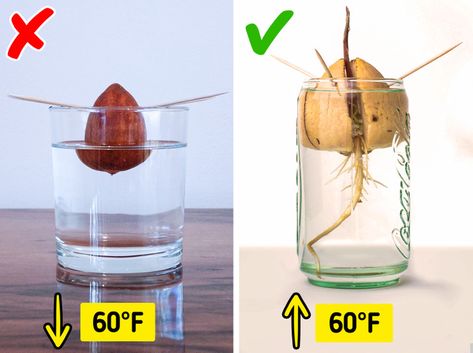 Grow Avocado From Pit, Hass Avocado Tree, Avocado Plant From Seed, Avocado Seed Growing, Avocado Pit, Garden Hacks Diy, Growing Trees, Avocado Plant, Grow Avocado