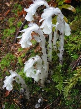 Ghost Plant  The Ghost Plant is aptly named. Just imagine walking into a grouping of these in the middle of the night. This is a rare plant that people usually don't find anywhere. The plant does not get food from sunlight; strangely enough this plant feeds off a specific fungi which feed off of trees. Also called the Indian Pipe, this plant can rarely have a red coloration or streaking or sometimes has a pink hue to it as if it had recently eaten something that wandered by. Scary Plants, Monotropa Uniflora, Ghost Pipe, Spooky Garden, Amazing Trees, Ghost Plant, Dye Flowers, Unusual Plants, Flower Essences