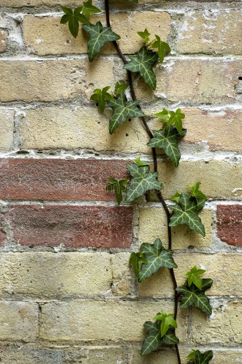 Vines Climbing Wall, Vines On Brick Wall, Brick Wall Drawing, Chloe Thomas, Painted Brick Walls, Wall Brick, Focus Point, Art 2023, Ivy Plants