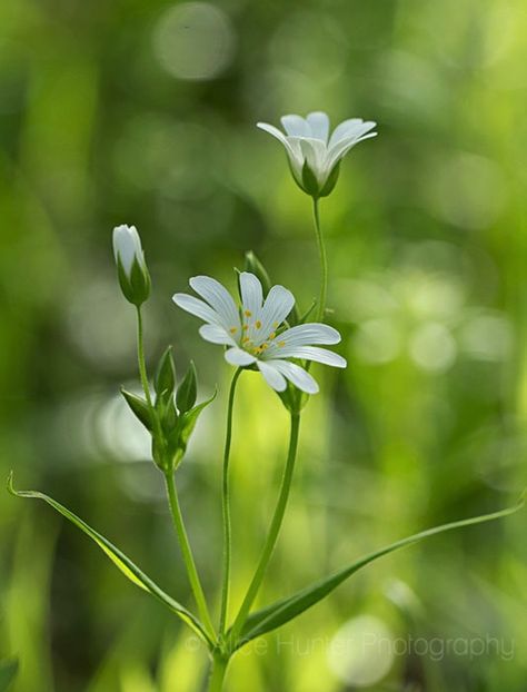 Uk Flowers, Wild Flowers Photography, Flower Side View, Wild Flower Photography, Wildflower Reference, Wild Flower Reference, Delicate Flowers, Wildflower Photography, Wild Aster Flower