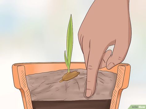 How to Plant Date Seeds (with Pictures) - wikiHow Date Seeds, Ro Plant, Date Plant, Dates Tree, Growing Fruit Trees, Date Palm, Garden Makeover, Garden Help, Home Porch