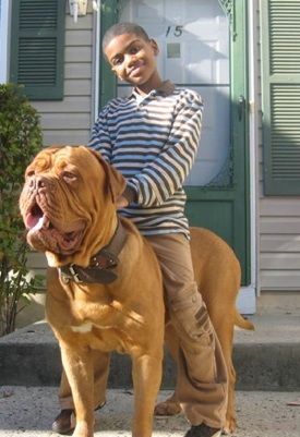 Logical conclusion French Mastiff Puppies, French Mastiff Dog, Mastiff Puppies For Sale, Mastiff Dog Breeds, English Mastiff Puppies, Pet Anime, Bordeaux Dog, Dog Breeds Pictures, Mastiff Breeds