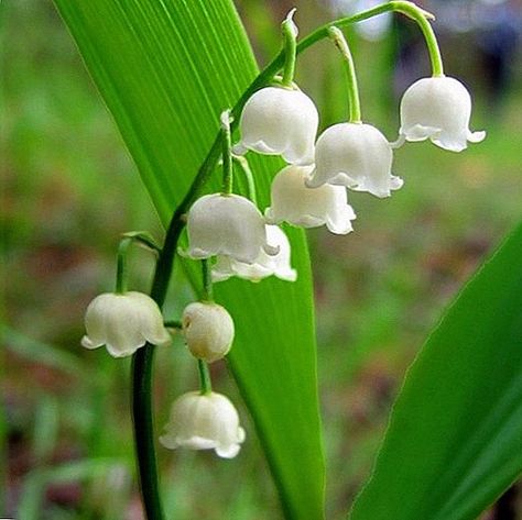 Lili Of The Valley Flowers, Bell Shaped Flowers, Pretty Flowers Pictures, Custom Planters, Lily Of The Valley Flowers, Valley Flowers, Nothing But Flowers, Fruit Vegetables, Late Spring