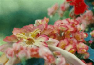 The flower fae. Gif #faetastic Fairies Gif, Spiderwick Chronicles, Wild Apple, Flower Fairies, Fantasy Aesthetic, Flower Fairy, Flowers Nature, Fantasy Creatures, Mythical Creatures