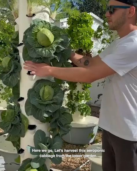 LADbible Australia - The Vegetable Tower Harvest Aeroponic Gardening, Hydroponic Farming, Vertical Vegetable Garden, Vertical Farming, Tower Garden, Front Porch Ideas Curb Appeal, Square Foot Gardening, Fall Front, Hydroponic Gardening