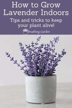 Potted Houseplants Decor, Flowers For Indoors, Lavendar Growing Indoors, Nature Indoors Design, Potted Lavender Indoor, How To Keep Lavender Alive Indoors, How To Care For Lavender Plants Indoors, Lavender Plant Care Indoor, Lavender House Plant