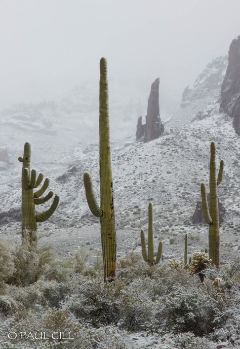 Desert Snow, Lost Dutchman State Park, Cold Desert, Desert Arizona, Sonora Desert, Superstition Mountains, Living In Arizona, Desert Dream, Gold Mine