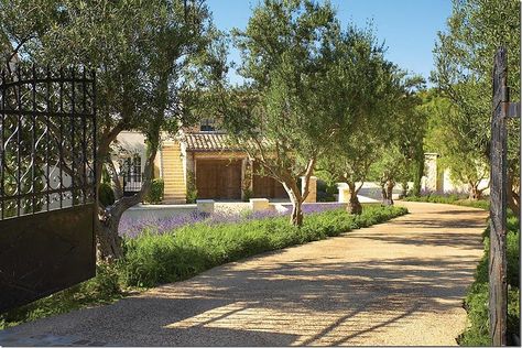 lavender and olive trees gorgeous landscape; La Bastide - located in Irvine, CA in Shady Canyon; builder is Robert Ferguson; designer is Carolyne Ferguson; photo by  Toby Pannay; listing by Surterre Properties http://www.surterreproperties.com/idx/listings/U11003365/details.html Spanish Farmhouse, Wall Tree, Stone Stairs, Front Courtyard, Outdoor Stone, Property Design, Modern Backyard, French Beauty, Olive Trees