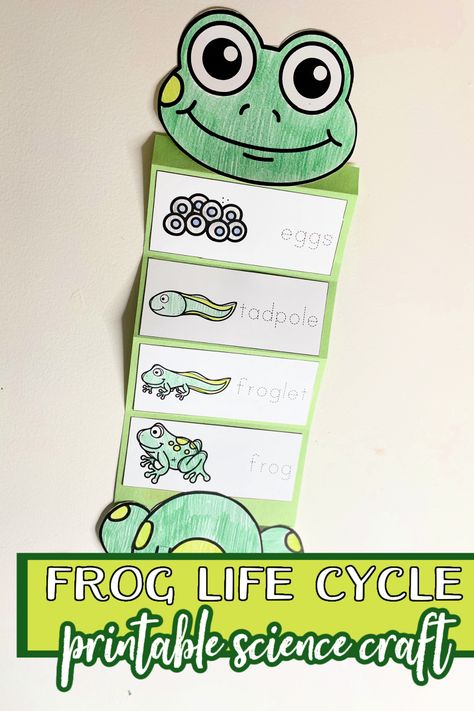 This frog life cycle craft is easy enough for any age! Add it to your life cycle and/or frog homeschool themes. Preschool Life Cycle Activities, Life Cycles Preschool Activities, Frog Theme Preschool, Frog Life Cycle Printable, Frog Activity, Frog Crafts Preschool, Frog Life Cycle Craft, Frog Life Cycle Activities, Life Cycles Kindergarten