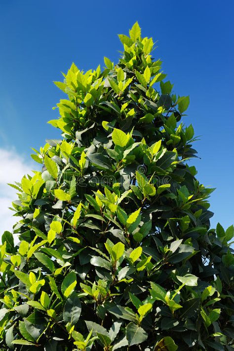 Bay Laurel Laurus Nobilis Tree. An evergreen bay laurel laurus nobilis tree agai , #ad, #Nobilis, #Tree, #evergreen, #Bay, #Laurel #ad Laurus Nobilis Tree, Bay Laurel, Bay Leaf Tree, Laurel Plant, Bay Laurel Tree, Small Herb Gardens, Laurel Tree, Laurus Nobilis, Slow Flower