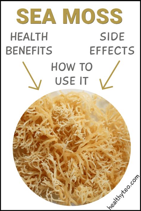 Make Sea Moss Gel, Irish Moss Recipes, Sea Moss Benefits, Benefits Of Sea Moss, Seamoss Benefits, Prenatal Health, Sea Moss Gel, Sea Vegetables, Irish Moss