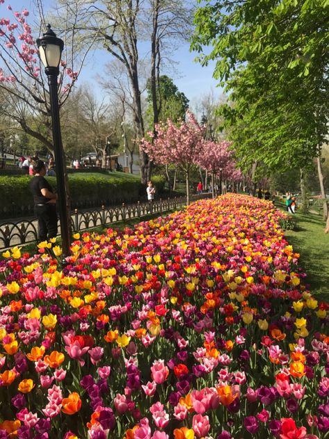 Tulips Festival, Beautiful Tulips, The World Is Beautiful, Homestead Farm, Blossom Garden, Tulip Festival, Tulips Garden, Red Tulips, Scenery Nature