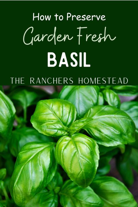 The best way for preserving garden fresh basil - The Ranchers Homestead Preserving Basil, Fresh Basil Recipes, What Is Gluten Free, Pesto Recipes, Dried Basil Leaves, What Is Gluten, Basil Pesto Recipes, Chicken Garden, How To Make Pesto