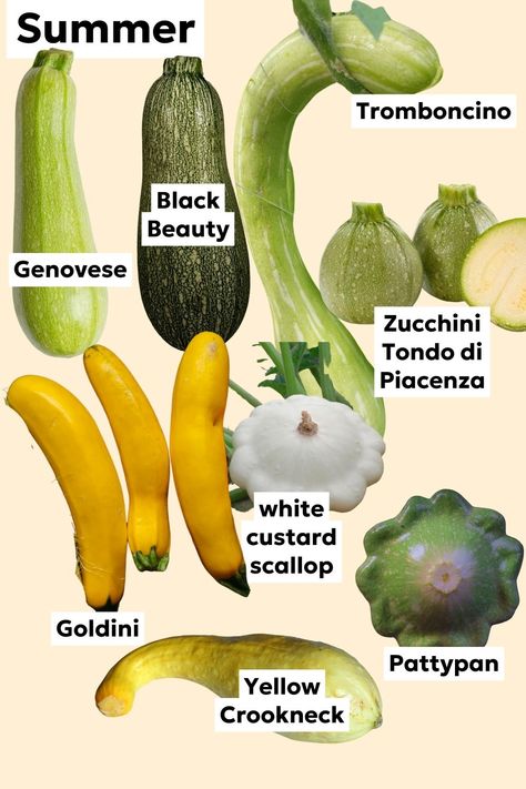 Types of summer squash to grow in the garden Types Of Squash Summer, Squash Companion Plants, Types Of Zucchini, Squash Ideas, Types Of Squash, Squash Types, Outdoor Greenery, Houses Exterior, Food Variety