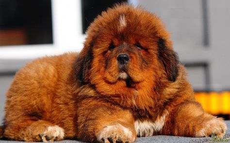 Find out everything you ever wanted to know about the Tibetan Mastiff including origin, temperament, caring for puppies, and more! Red Tibetan Mastiff, World's Most Expensive Dog, Funny Looking Dogs, Tibetan Mastiff Puppy, Tibetan Mastiff Dog, Mastiff Puppies For Sale, Mastiff Puppy, Most Expensive Dog, Mastiff Breeds