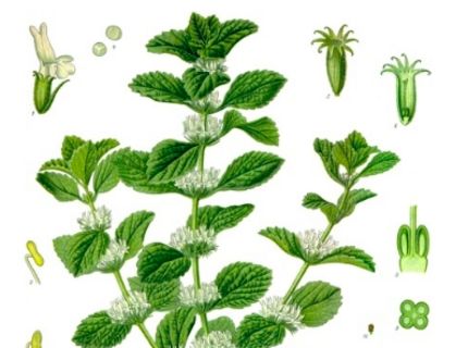 Herbal supplement sales increased by 7.5% according to a new report by the… Holistic Health Remedies, Mint Plants, Love Natural, Herb Seeds, Botanical Drawings, Perennial Plants, Medicinal Plants, Herbal Medicine, Herb Garden