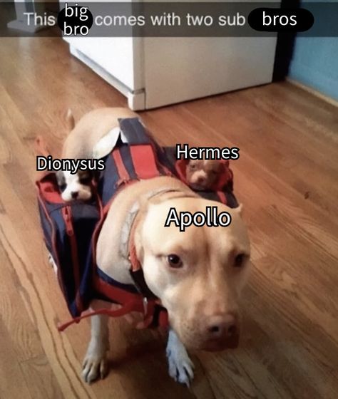 Hermes And Apollo, Apollo Greek, Hades Greek Mythology, Greek Goddess Art, Roman Myth, Greek Memes, Greek Mythology Humor, Greek Mythology Gods, Literature Humor