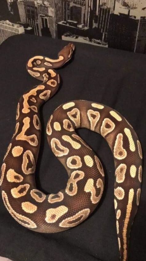 Ball Python Pet, Baby Reptile, Pet Snakes, Cute Snakes, Burmese Python, Python Morphs, Danger Noodles, Python Regius, Cool Snakes