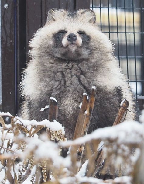 Racoon Fursona, Japanese Raccoon Dog, Cutee Animals, Raccoon Dog, Raccoon Funny, Pretty Animals, Cute Animals Images, Silly Animals, Racoon