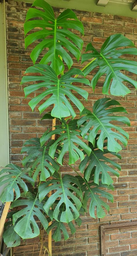 Monstera Climbing Wall, Biophilic Balcony, Monstera Climbing, Hygge Hobbies, Monstera Wall, Terrace Bar, Jungle Plants, Plant Wishlist, Buddha Garden