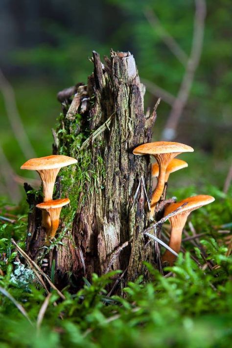 Mushrooms Photography, Mushroom Pictures, Forest Plants, Mushroom Fungi, Wild Mushrooms, Mushroom Art, Tree Stump, Nature Aesthetic, Botanical Illustration