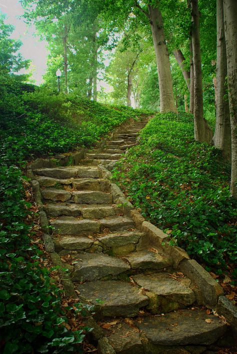 Stairway to the Grotto Overgrown Forest, Overgrown Forest Aesthetic, Ruins Aesthetic Forest, Forest Stairs Woods, Forest Steps Pathways, Garden Stairs, Stone Stairs, Outdoor Stairs, Forest Path