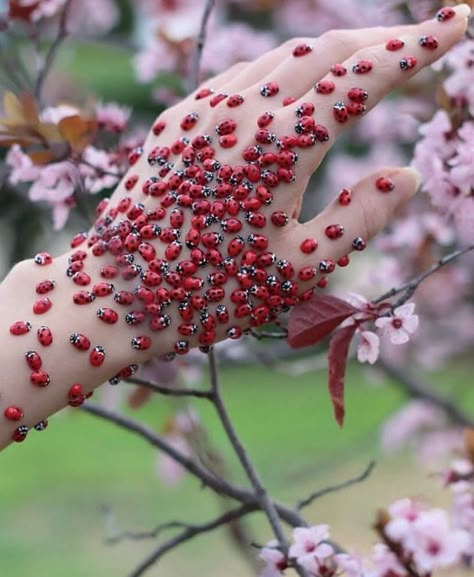 Lady Beetle, Cool Bugs, Hawaii Luau, Photo B, Bugs And Insects, Lady Bug, Mother Nature, How Many, Cute Pictures