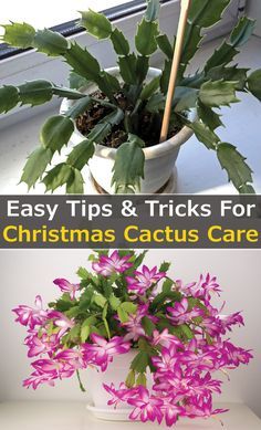 Christmas Cactus Planter Ideas, Holiday Cactus Plants, Xmas Cactus Care, Christmas Cactus Pot Ideas, How To Care For A Christmas Cactus, How To Take Care Of Christmas Cactus, Rooting Christmas Cactus, Repotting Christmas Cactus, Repotting Christmas Cactus Plants