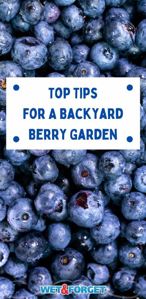 Berries Garden Layout, Berry Patch Layout, Berry Garden Layout, Berry Garden Design, Planting Berries, Garden Berries, Blueberry Patch, Everbearing Strawberries, Blueberry Gardening