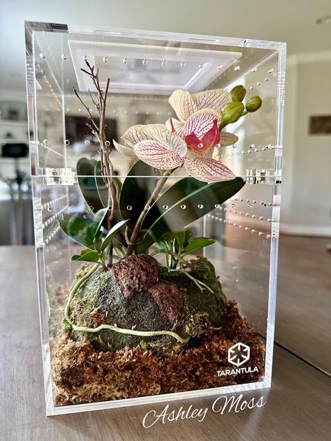 Orchid Mantis Terrarium, Orchid Mantis Enclosure, Praying Mantis Terrarium, Praying Mantis Enclosure, Mantis Terrarium, Mantis Enclosure, Fish Terrarium, Strange Pets, Prey Mantis