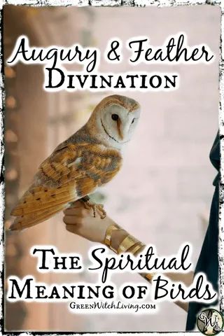 Augury & Feather Divination: The Spiritual Meaning of Birds, Green Witch Living Augury Witch, Jay Feather, Earth Quotes, Counting Crows, Green Witchcraft, Spiritual Business, Fear Of The Unknown, Color Meanings, Witchy Stuff