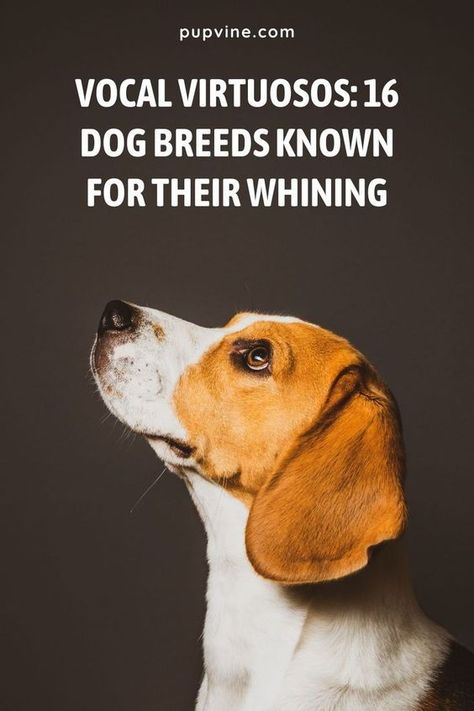 Discover 16 types of dog breeds, spanning various sizes, celebrated for their expressive whining. These vocal virtuosos have a lot to say, and their whines often convey their emotions, needs, and affections. Despite the noise, we can't help but adore them for their unique way of communicating. Explore this list to get to know these talkative canine companions and learn to appreciate their melodious expressions of love and longing. Expressions Of Love, Canine Companions, Dog Breeds, Dogs