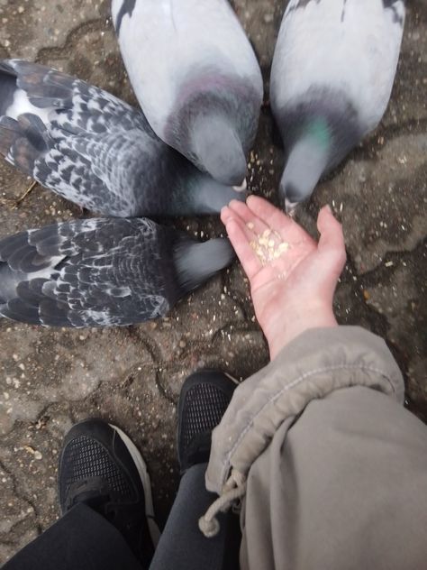 Pigeons are so soft hwhahahwhhs Pigeon Astetic, Feeding Birds Aesthetic, Pigeons Aesthetic, Pigeon Aesthetic, Aesthetics 2023, Pigeon Feed, Feeding Pigeons, Unsleeping City, Pigeon Pictures