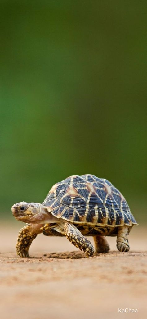 Tortoise Reference Photo, Hewan Kura Kura, Indian Animals Photography, Tortoise Images, Tortoise Aesthetic, Tortoise Photo, Tortoise Photography, Tortoise Wallpaper, Turtles Photography