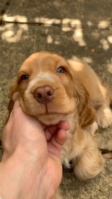 @nola.thecocker 🥹😍 #lefeuilleter | Instagram Golden Cocker Spaniel Puppies, Cute Fluffy Puppies, Golden Cocker Spaniel, Cute Dogs Images, Fluffy Puppies, Cocker Spaniel Puppies, Cocker Spaniel Dog, Spaniel Puppies, Puppy Photos