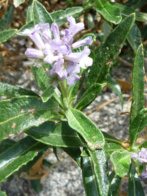 Yerba Santa Smudge Benefits, Boabab Tree Benefits, Pagan Knowledge, Yerba Santa Smudge, Yerba Mate Magical Properties, Front Yard Flower Bed, Yerba Mate Energy Drink, Patio Water Feature, Curb Appeal Garden