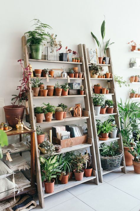 Object of Desire: Wooden Ladder Bookshelf for Plants: Gardenista Mid Century Modern Plants, Kaktus Dan Sukulen, Indoor Plant Shelves, Interior Boho, Support Pour Plante, نباتات منزلية, Modern Plant Stand, Diy Plant Stand, Room With Plants