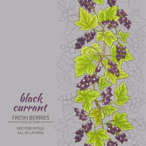 Healthy Illustration, Agriculture Background, Medical Plants, Fruit Graphic, Organic Plant, Black Currant, Black Currants, Food Illustration, Food Fresh