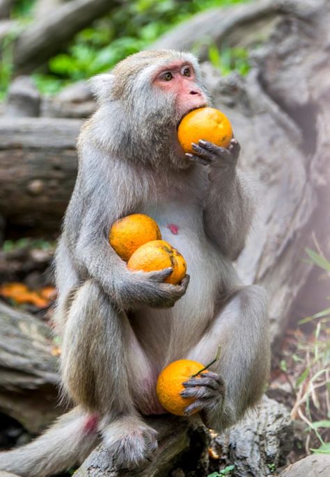 Monkey with oranges Monkey Photography, Monkey Eating, Orange Monkey, Monkey Funny, Science Games, Monkey Pictures, Wildlife Reserve, Pet Monkey, A Monkey