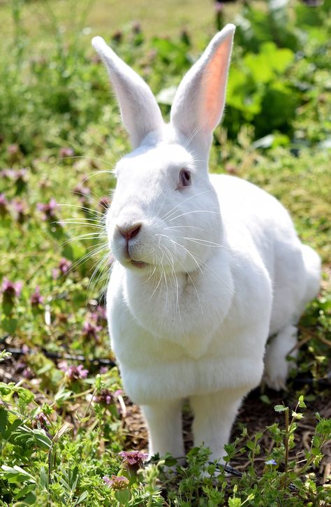 Olaf Rabbit New Zealand, #Olaf, #Zealand, #Rabbit Cute White Rabbit, New Zealand Rabbits, Meat Rabbits, Rabbit Breeds, Farming Business, White Rabbits, Like Animals, Ap Art, Pink Eyes