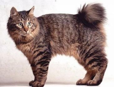 Singapura Cat, American Bobtail Cat, Bobtail Cat, Cat Anatomy, Rare Cats, Cat Ideas, Gorgeous Cats, Cat Pose, Warrior Cat