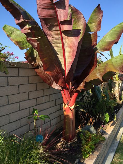 Red Banana Tree Banana Plant Indoor, Red Banana Plant, Red Banana Tree, Banana Plant Care, Tropical Garden Plants, Plant Leaves Turning Yellow, Red Banana, Banana Plant, Tropical Garden Design