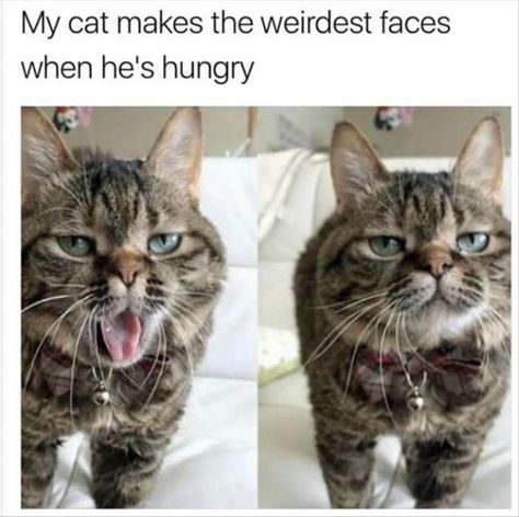 Funny Faces Cat And Dog Memes, Funny Cats And Dogs, Cats Funny, Cat And Dog, Funny Cat Memes, Funny Cat Pictures, Funny Animal Memes, Dog And Cat, Funny Cute Cats