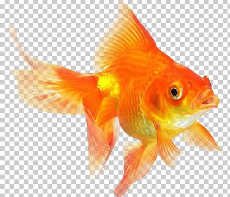 Png Drive, Goldfish Party, Common Goldfish, Fish Png, Goldfish Art, Colourful Fish, Photo Elements, Koi Art, Photoshop Tutorial Photo Editing