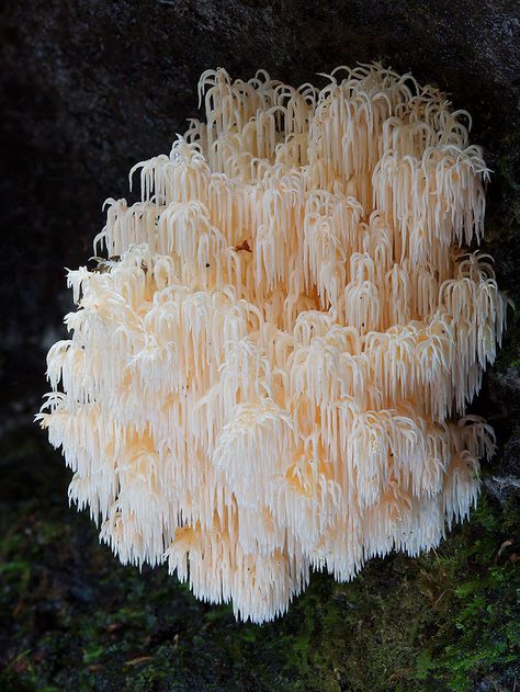 Steve Axford, the master mushroom photographer living in Australia, is back with more stunning and colorful macro pictures of the diverse and beautiful world of mushrooms. He travels across Australia and around the world to take his photos, but finds many of these mushrooms in his own back yard. Lichen Moss, Mushroom Pictures, Slime Mould, Plant Fungus, Mushroom Fungi, Cactus Y Suculentas, Tree Hugger, Wild Mushrooms, Science And Nature