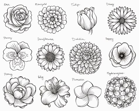 Different Types Of Drawing, Simple Flower Drawing, Tree Drawings Pencil, Flower Drawing Tutorials, Different Types Of Flowers, Flower Drawing Design, Flower Outline, Flower Art Drawing, Flower Sketches